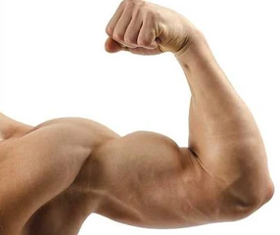 How To Build Bicep Muscle